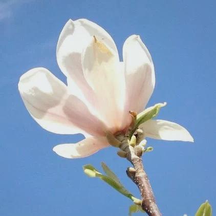 玖豆