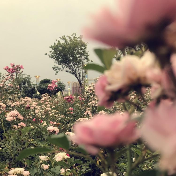 我有一片小羽毛