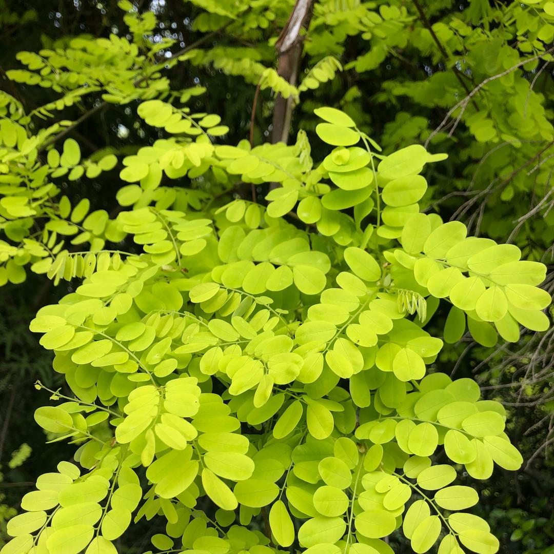 浮草-1