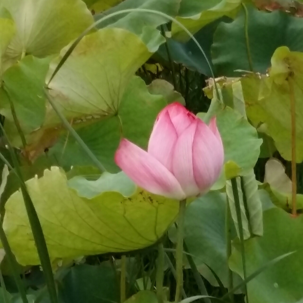 如果云知道-61