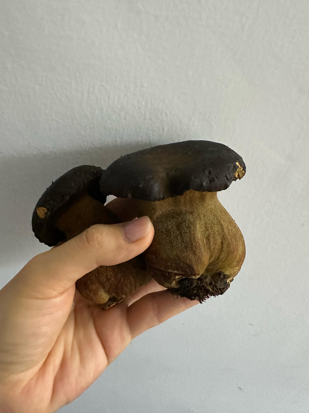 炒野生菌（牛肝菌）