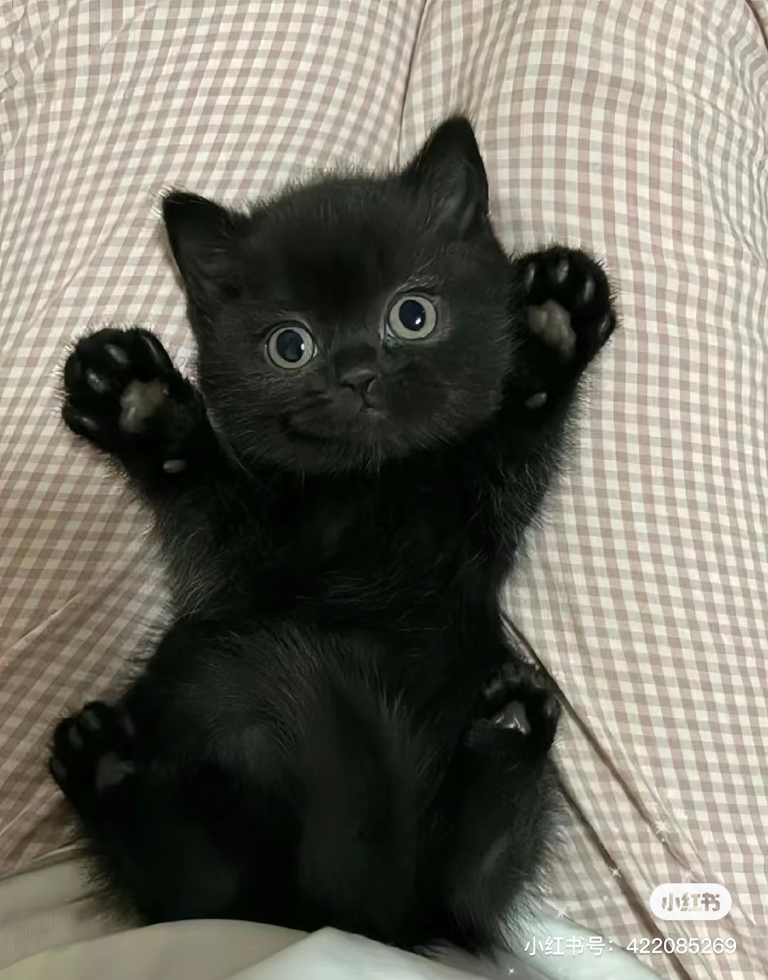 有只小黑猫