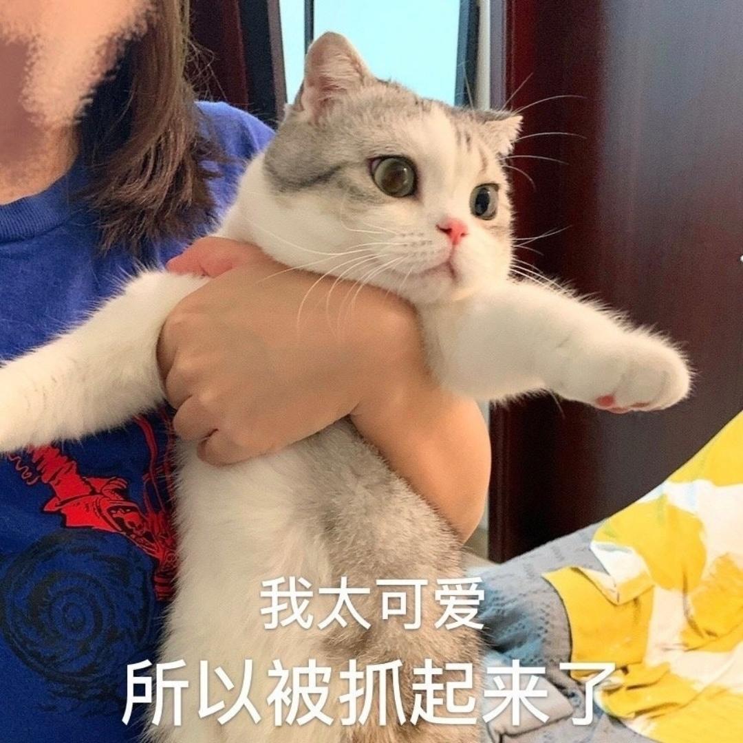 机智的肉肉