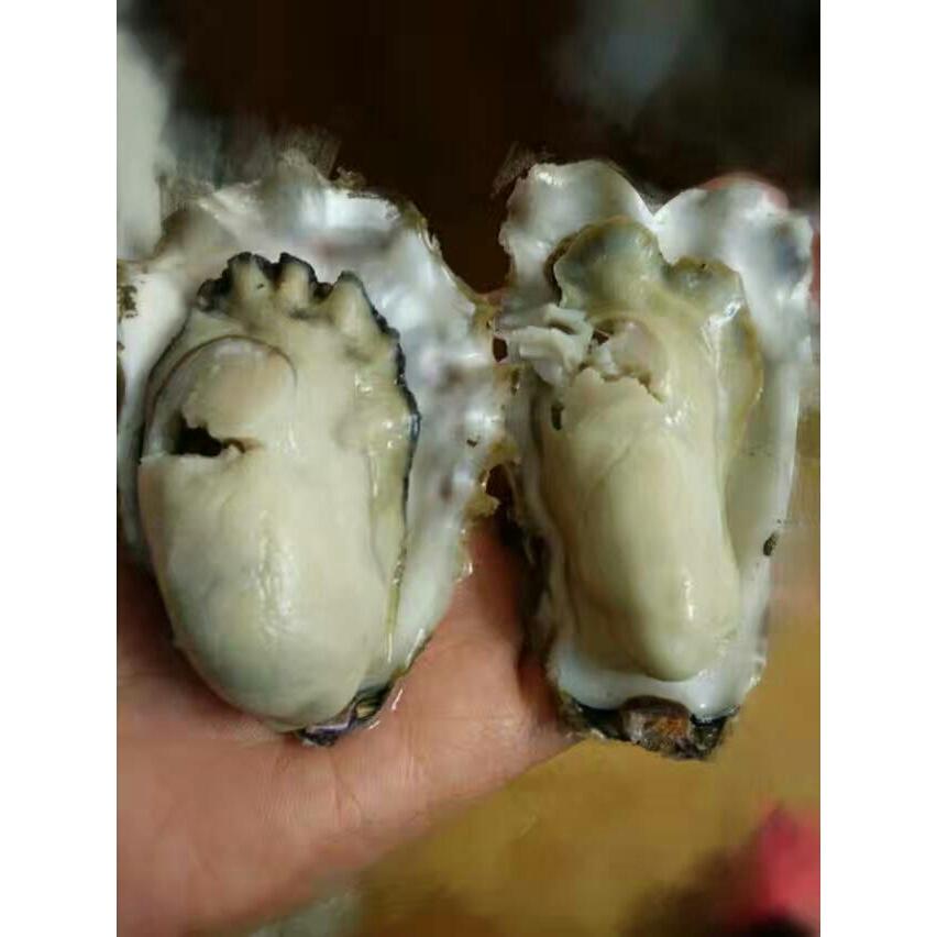 清蒸海蛎子