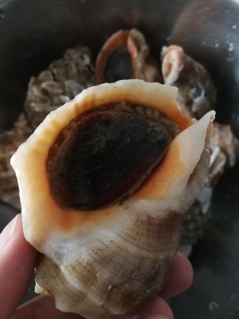 水煮海螺（附海螺的挑选方法）