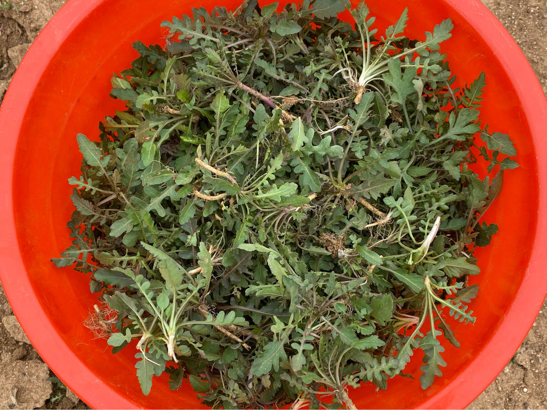 新鲜上市的野菜