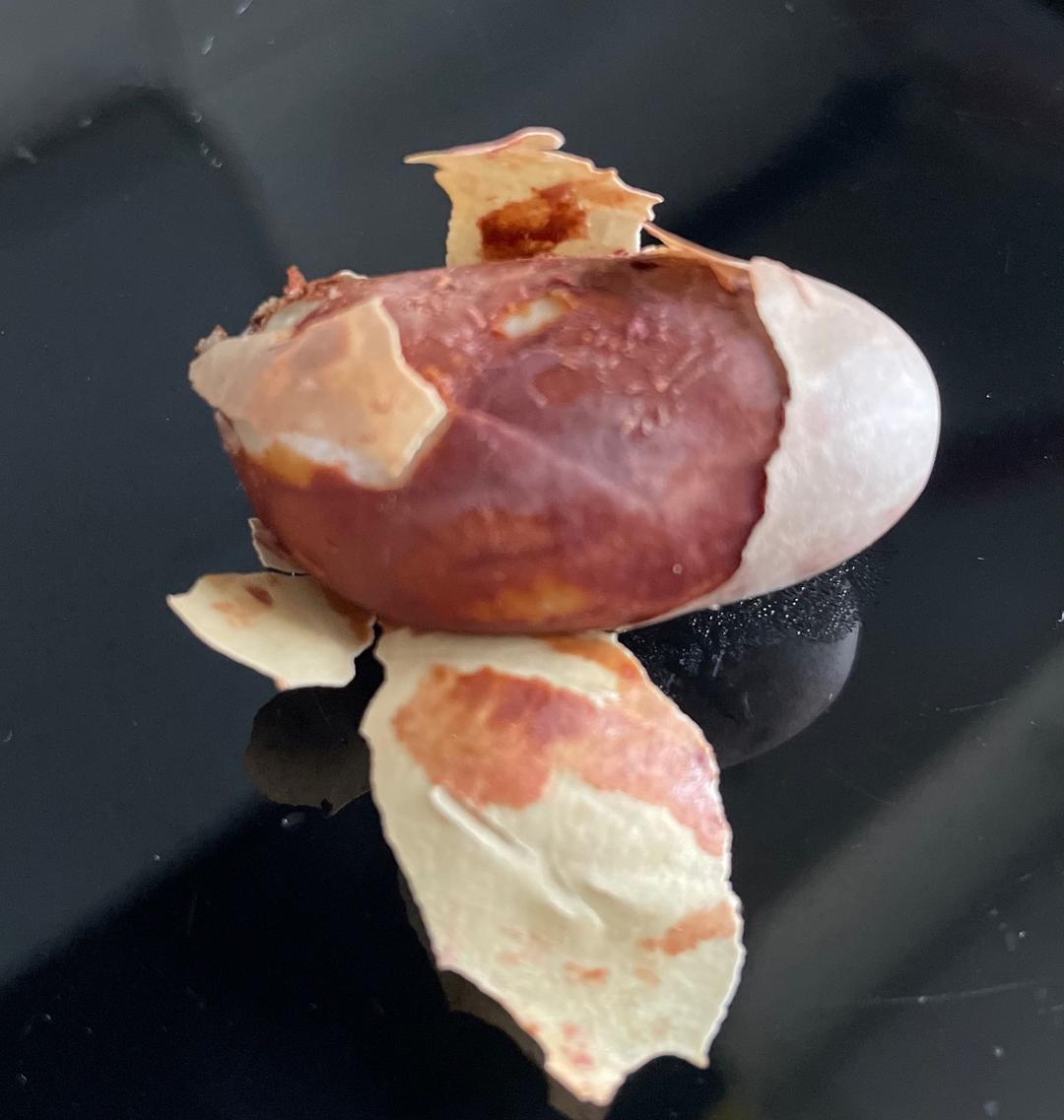 酥糯的盐水煮菠萝蜜核 还有水煮榴莲核——中式一日三餐（一百六十六）的做法