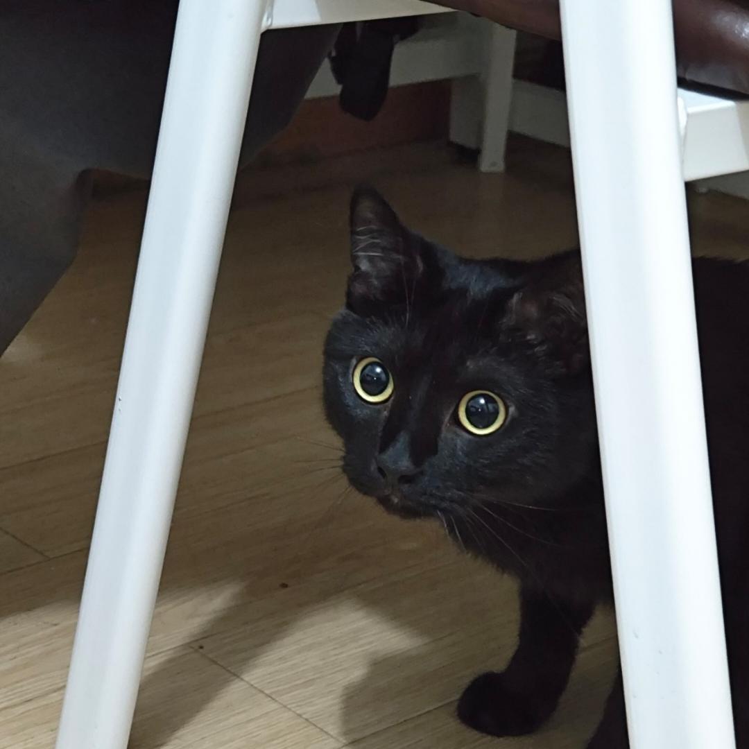 小孔成熊