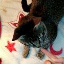 Faith猫又