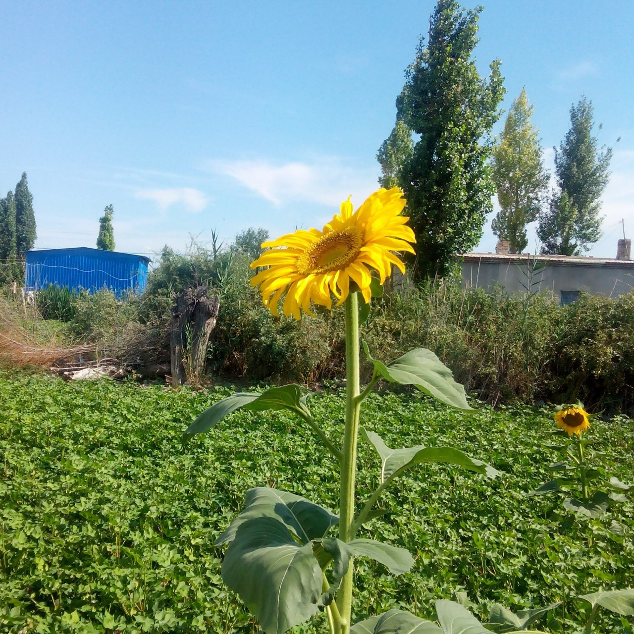 自由人5260365zl_vdf