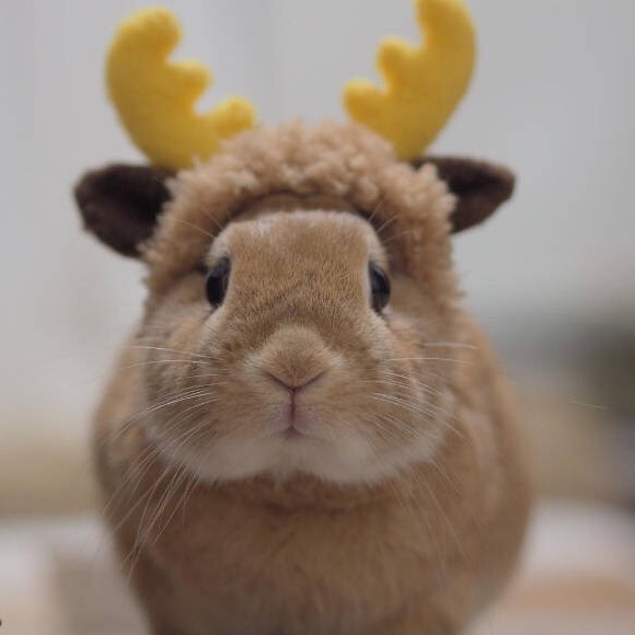 果兔子