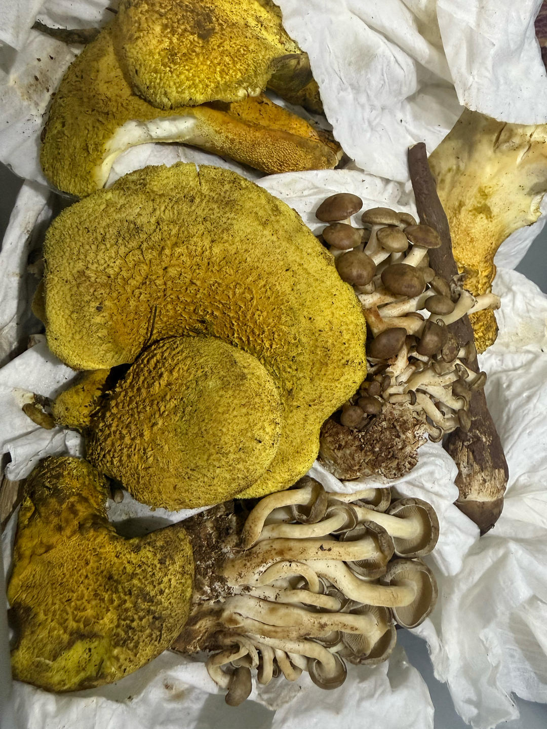 炒虎掌菌