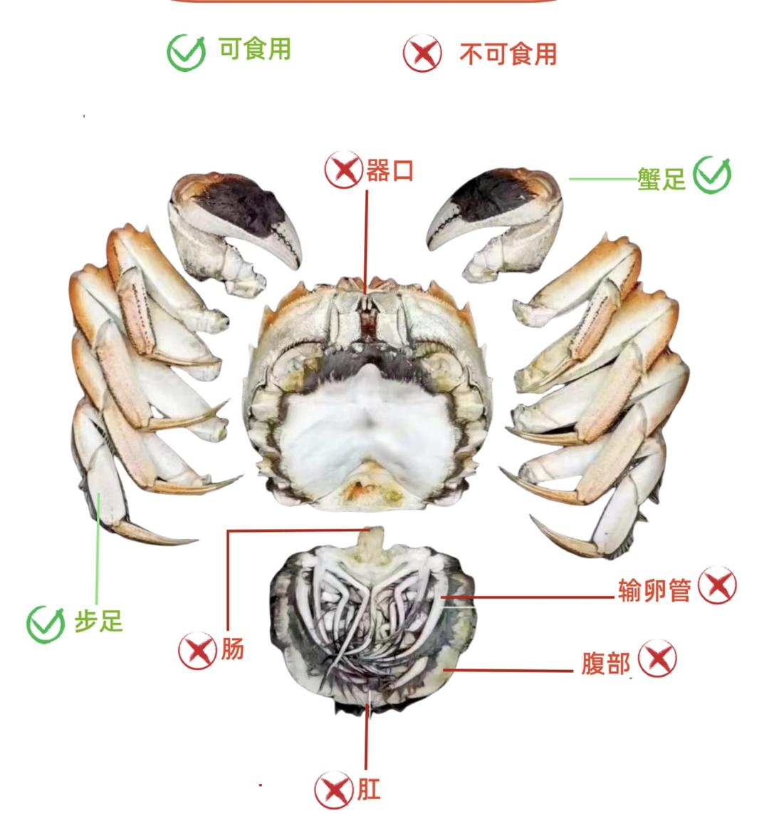 大闸蟹哪个部位能吃？