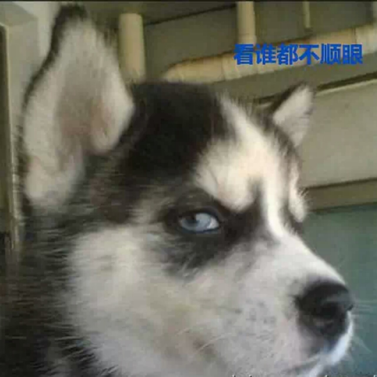 静待绽放