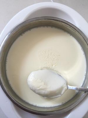 生鲜牛奶做的酸奶的做法 步骤20