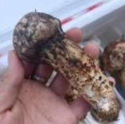 漂亮得不像实力派的话梅小排