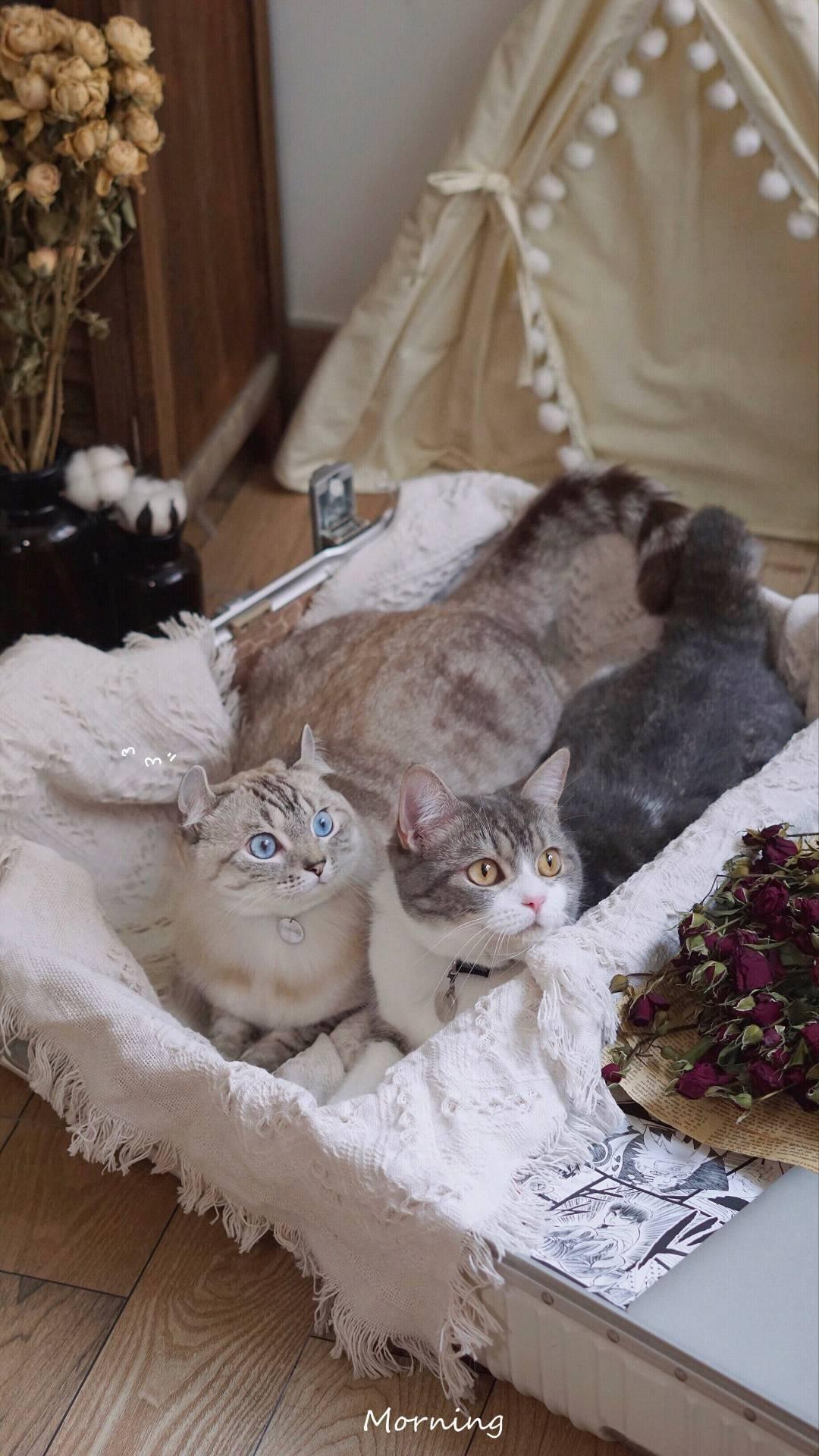 牙套&智齿食谱记录的做法