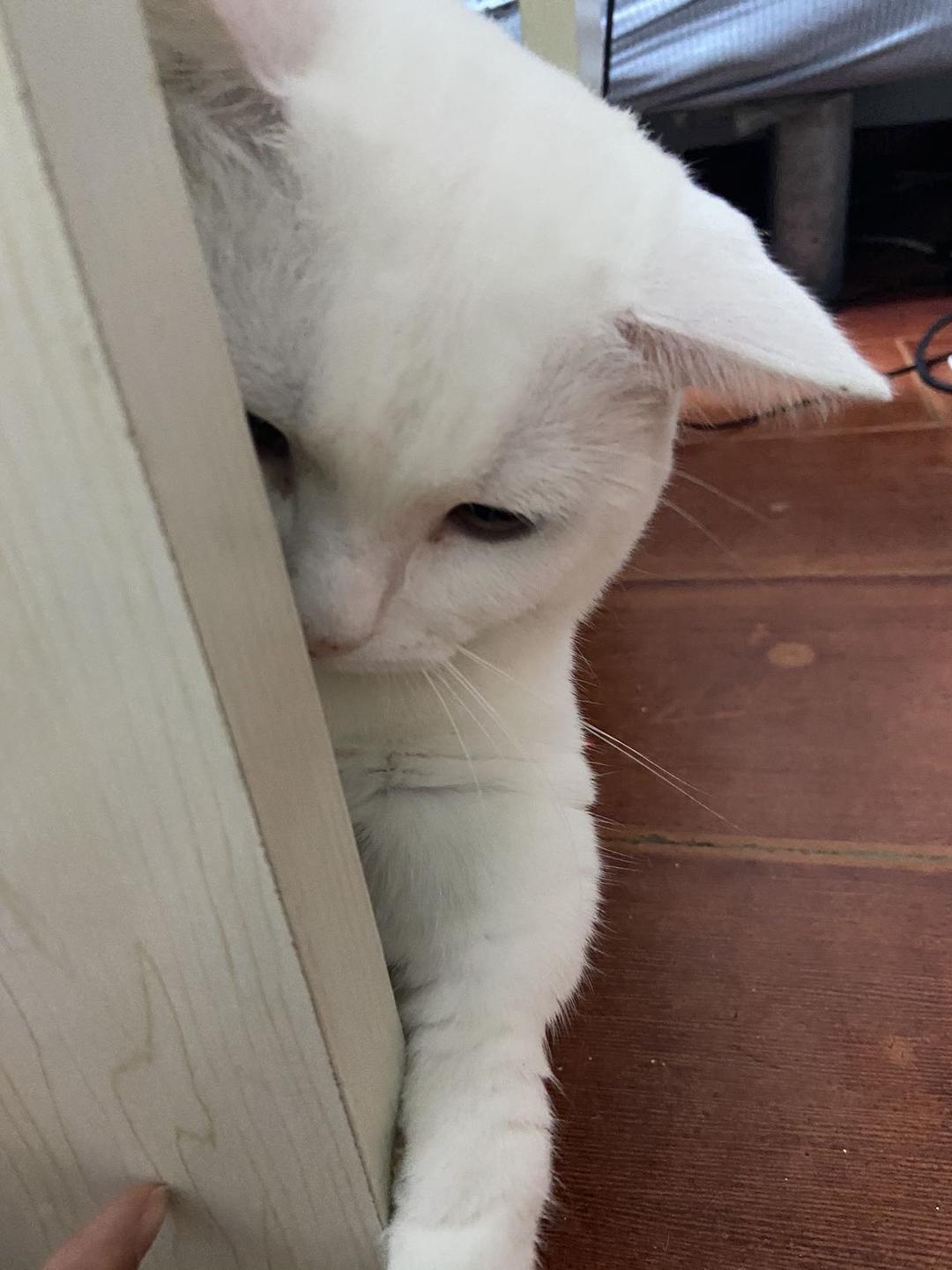 猪咪啊