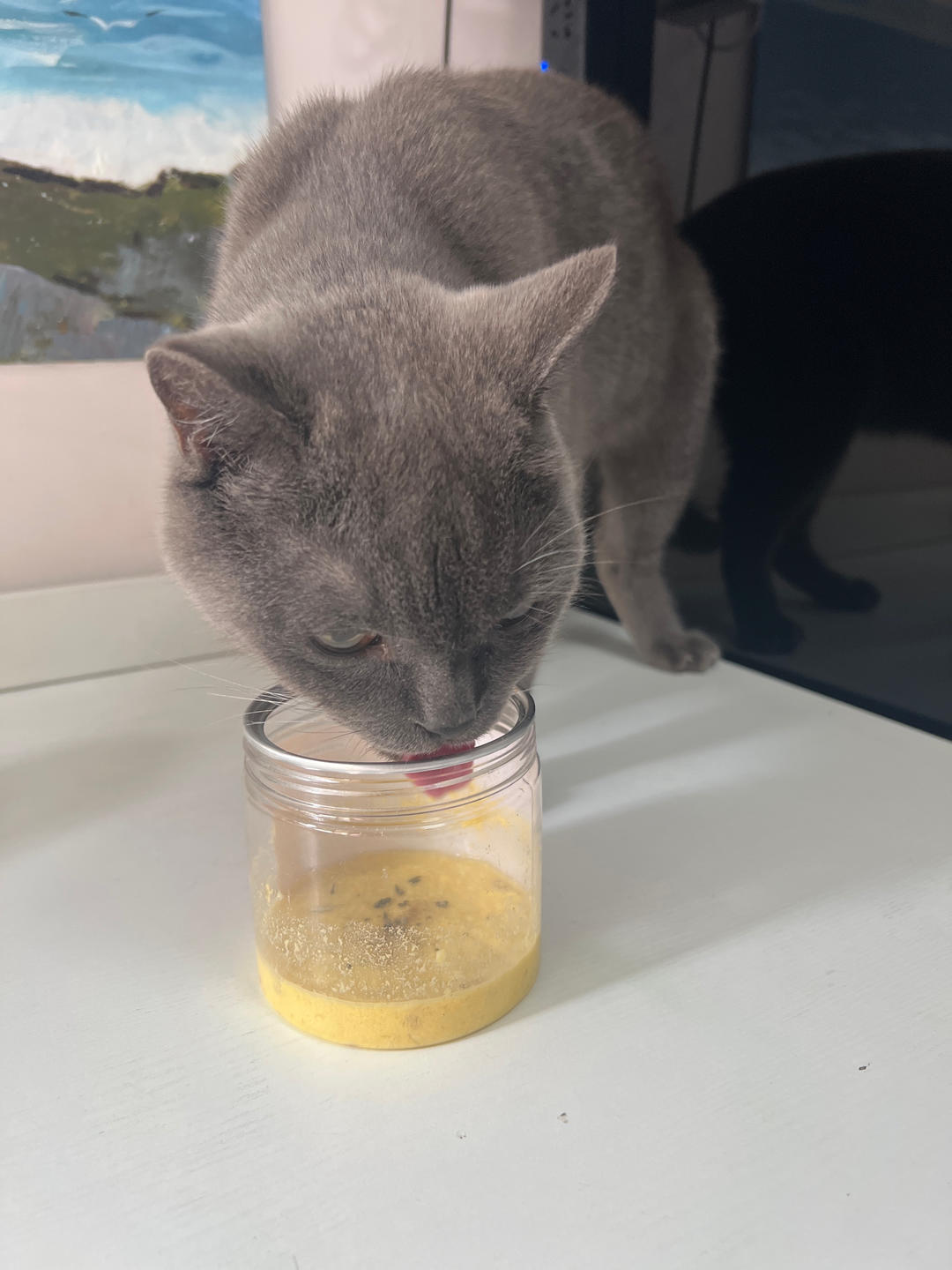 自制猫咪补水罐头