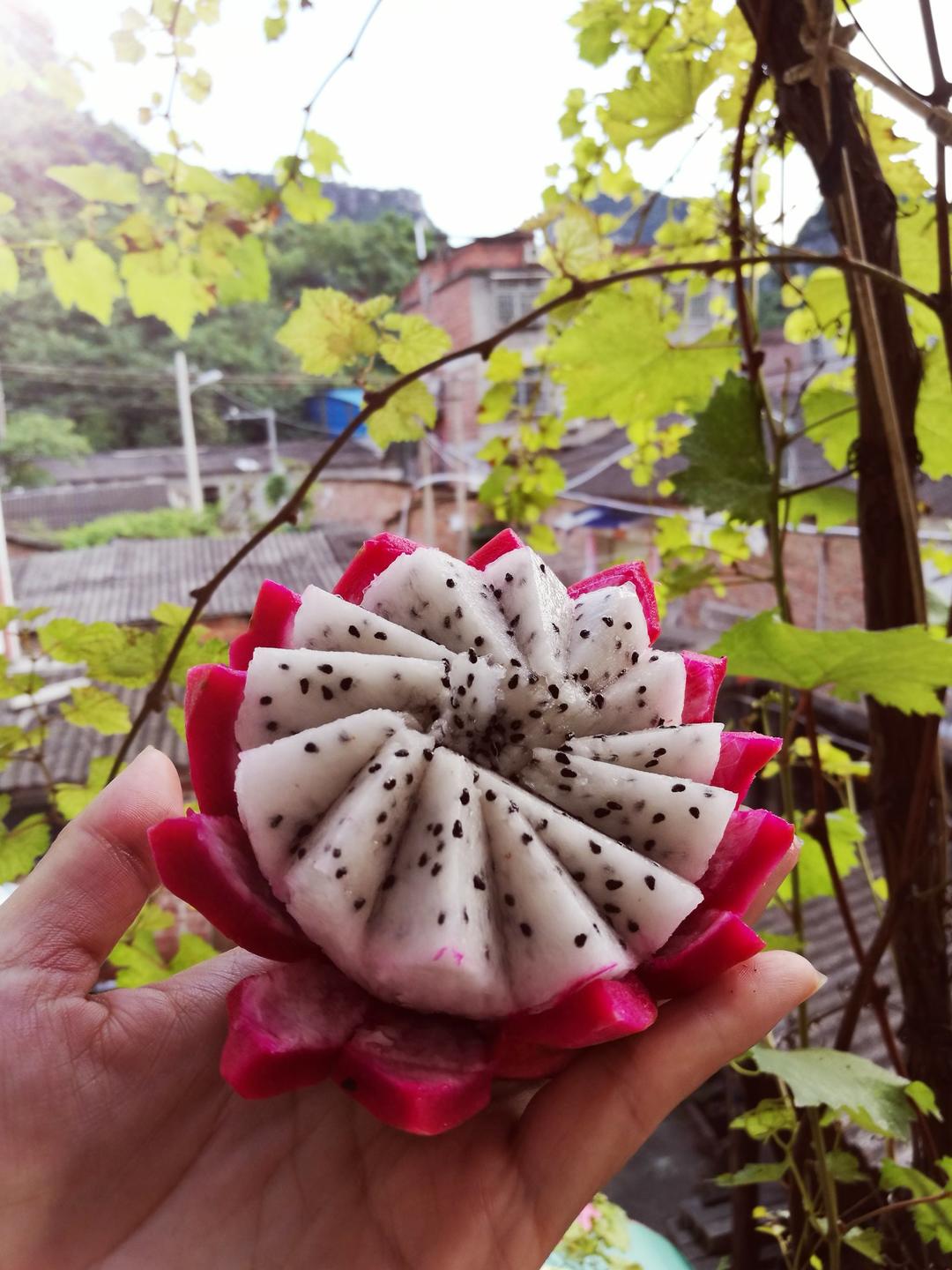火龙果花