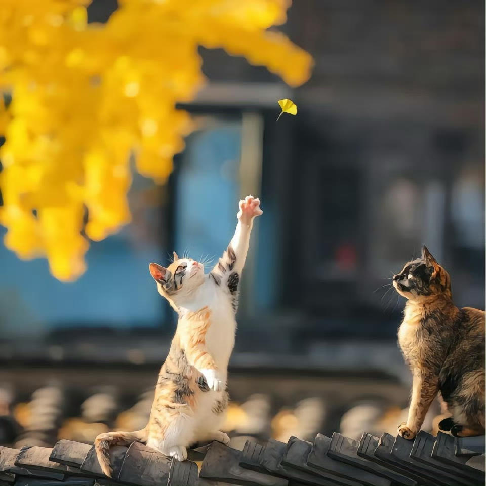 乌吱吱