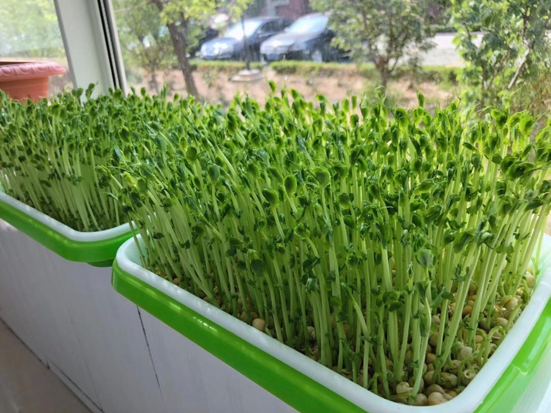 香蕉柚子做的蒜香豆苗