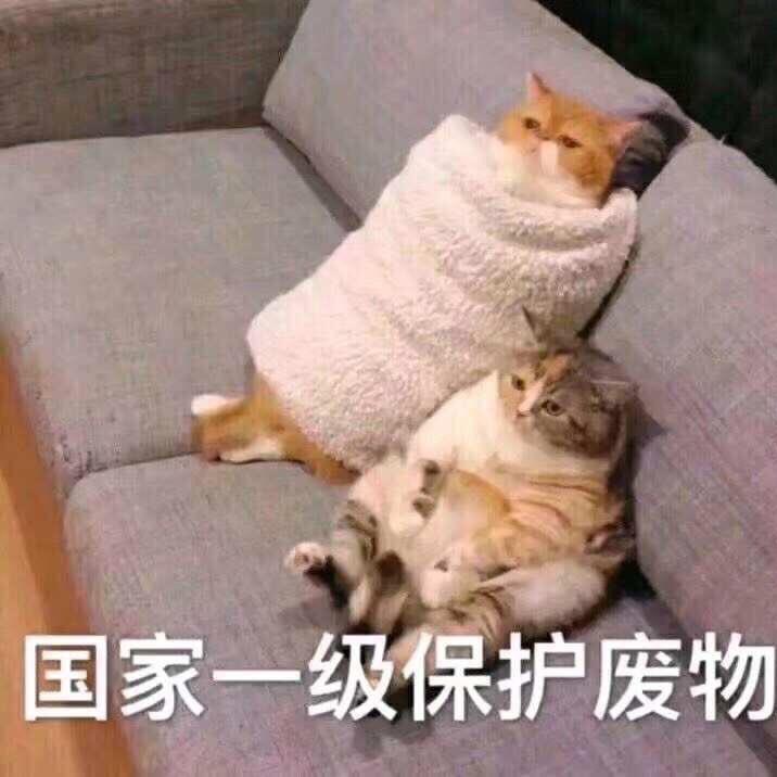 客气宝