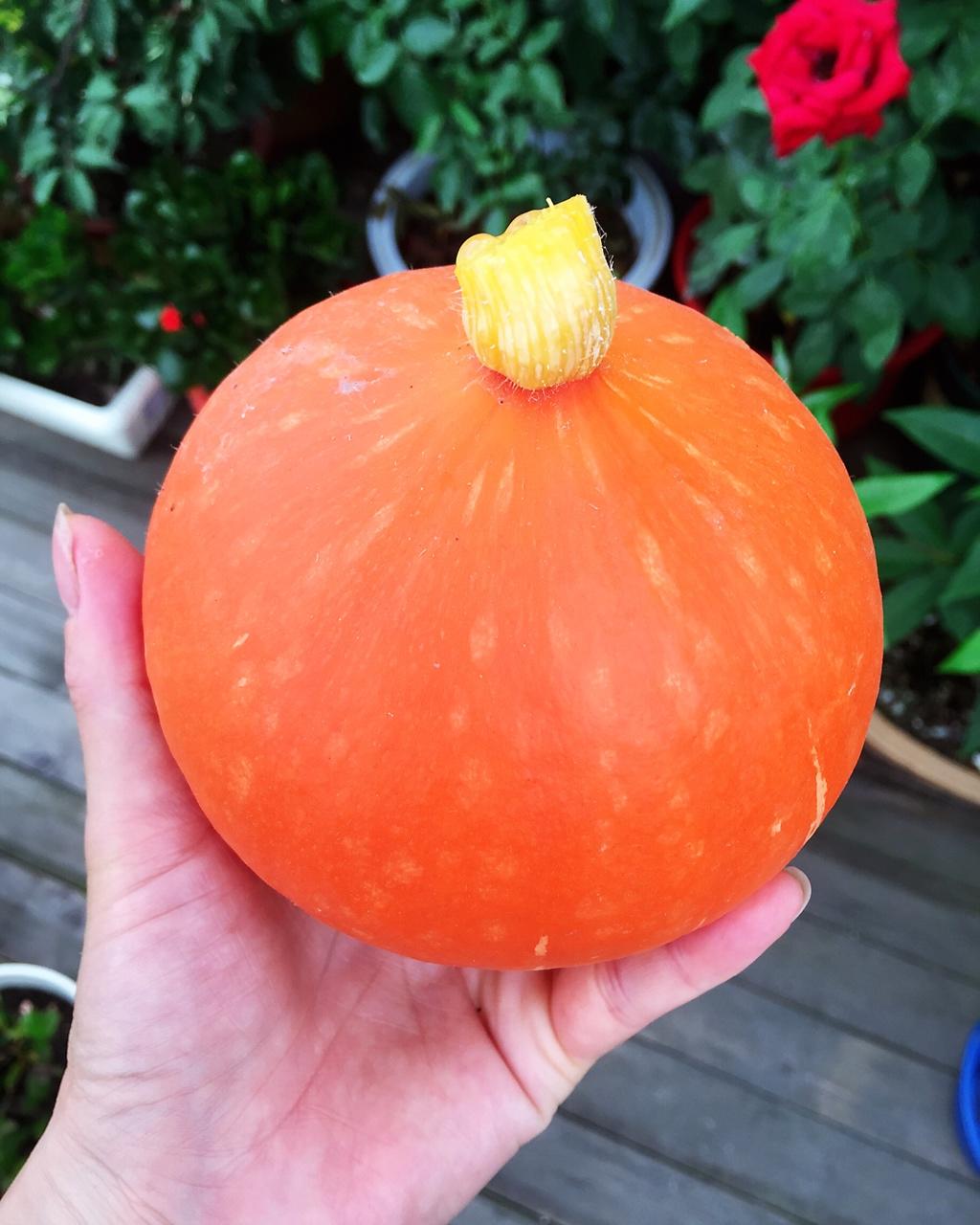 阳台上那些………花花草草