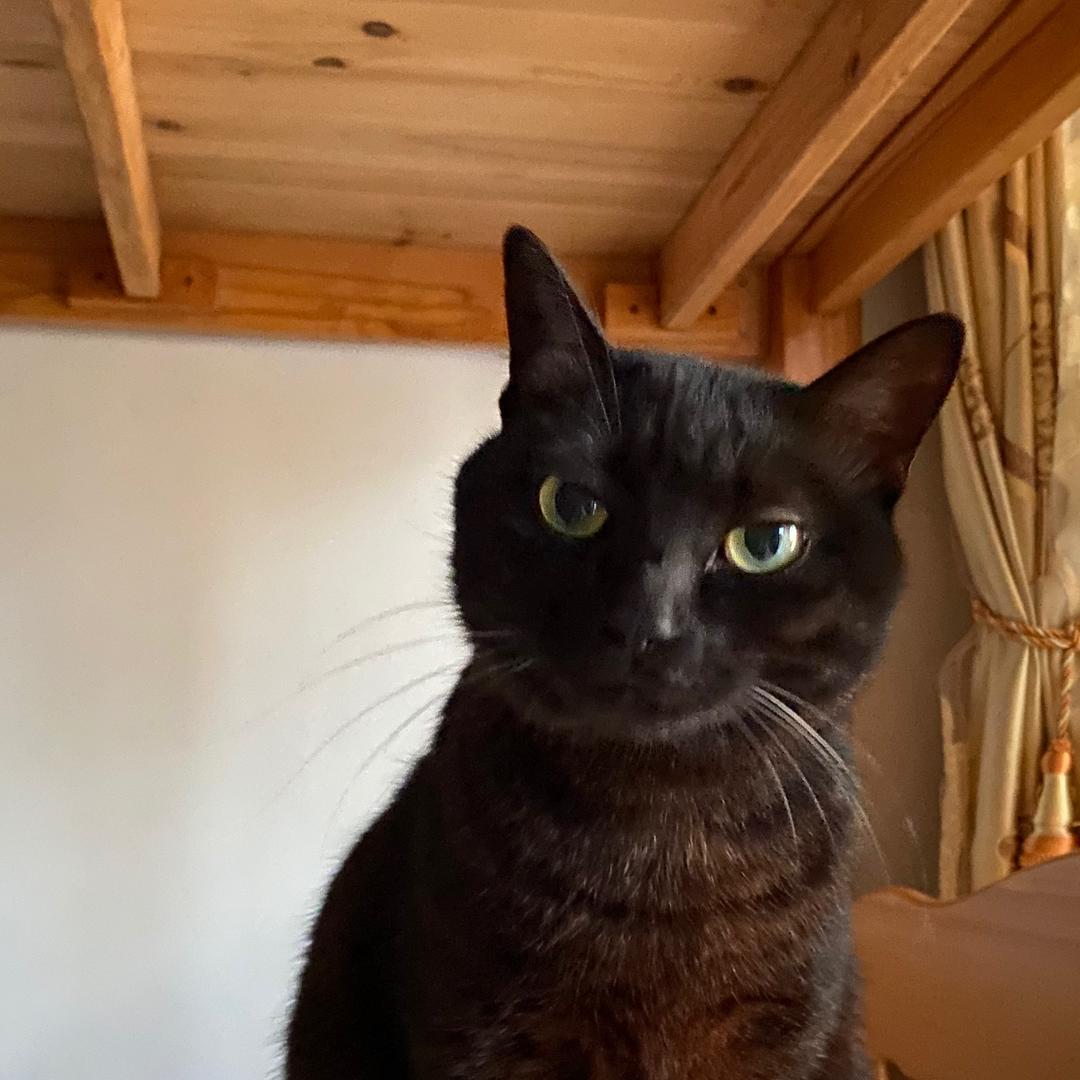 佐助是只大黑猫