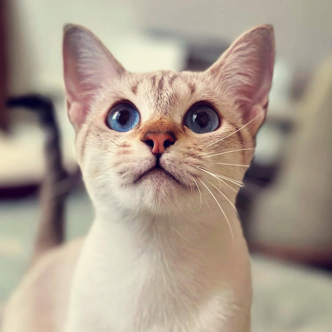 爱烘培的小喵咪