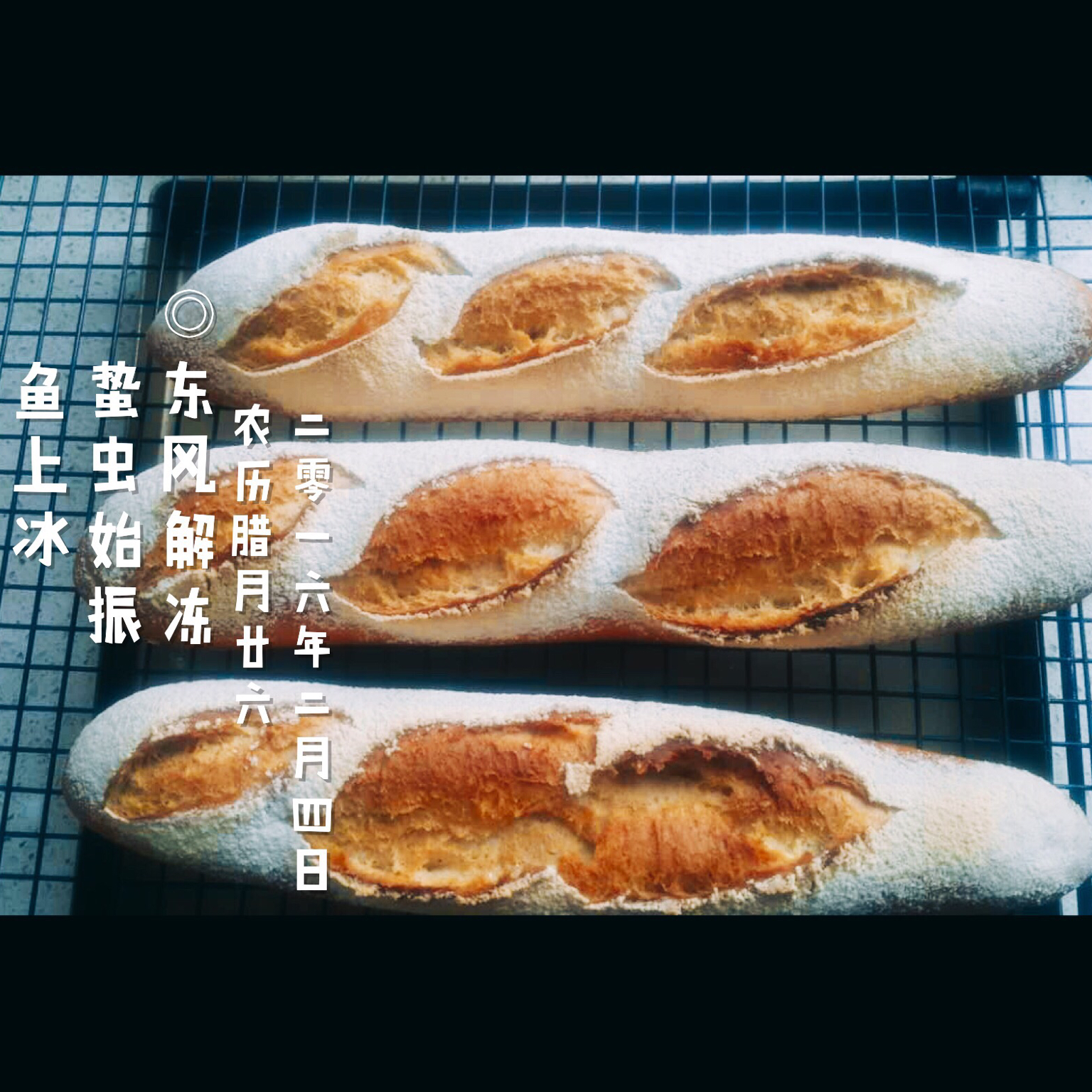 BBA-P183中种法棍