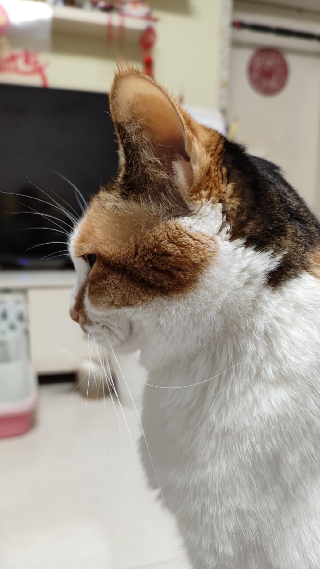 娃娃的珍藏和美食