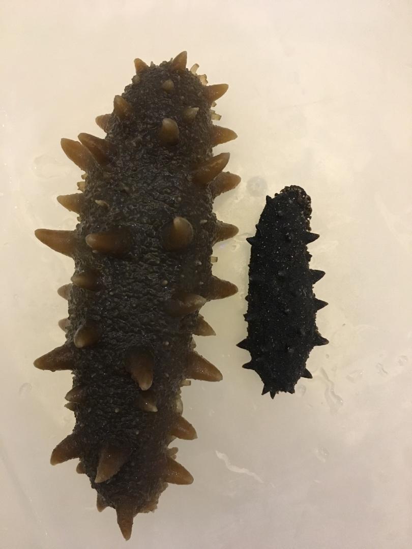 泡发海参的方法