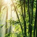 丧尸苏