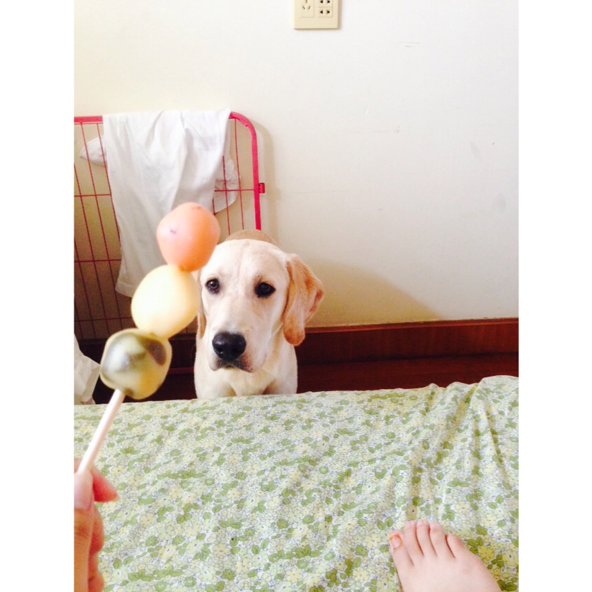 和菓子🍡丸子三兄弟(超简单)