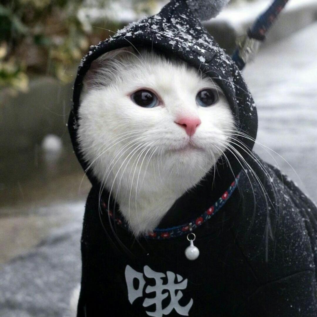 小小吃货盼大厨