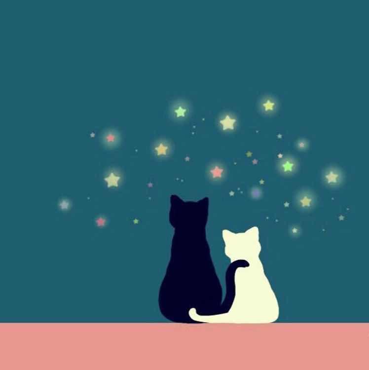 旧居妒海的猫。