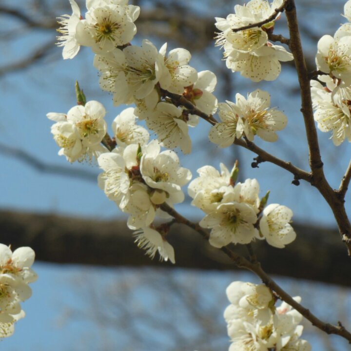 东璇