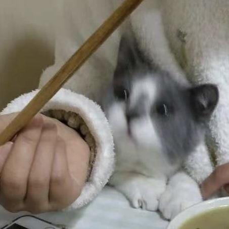 『极品』猫肉汤