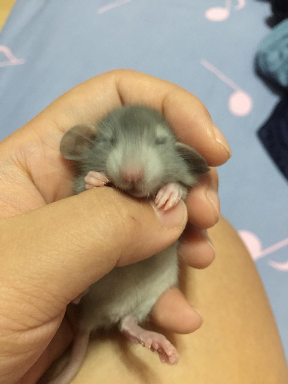糖果不爱