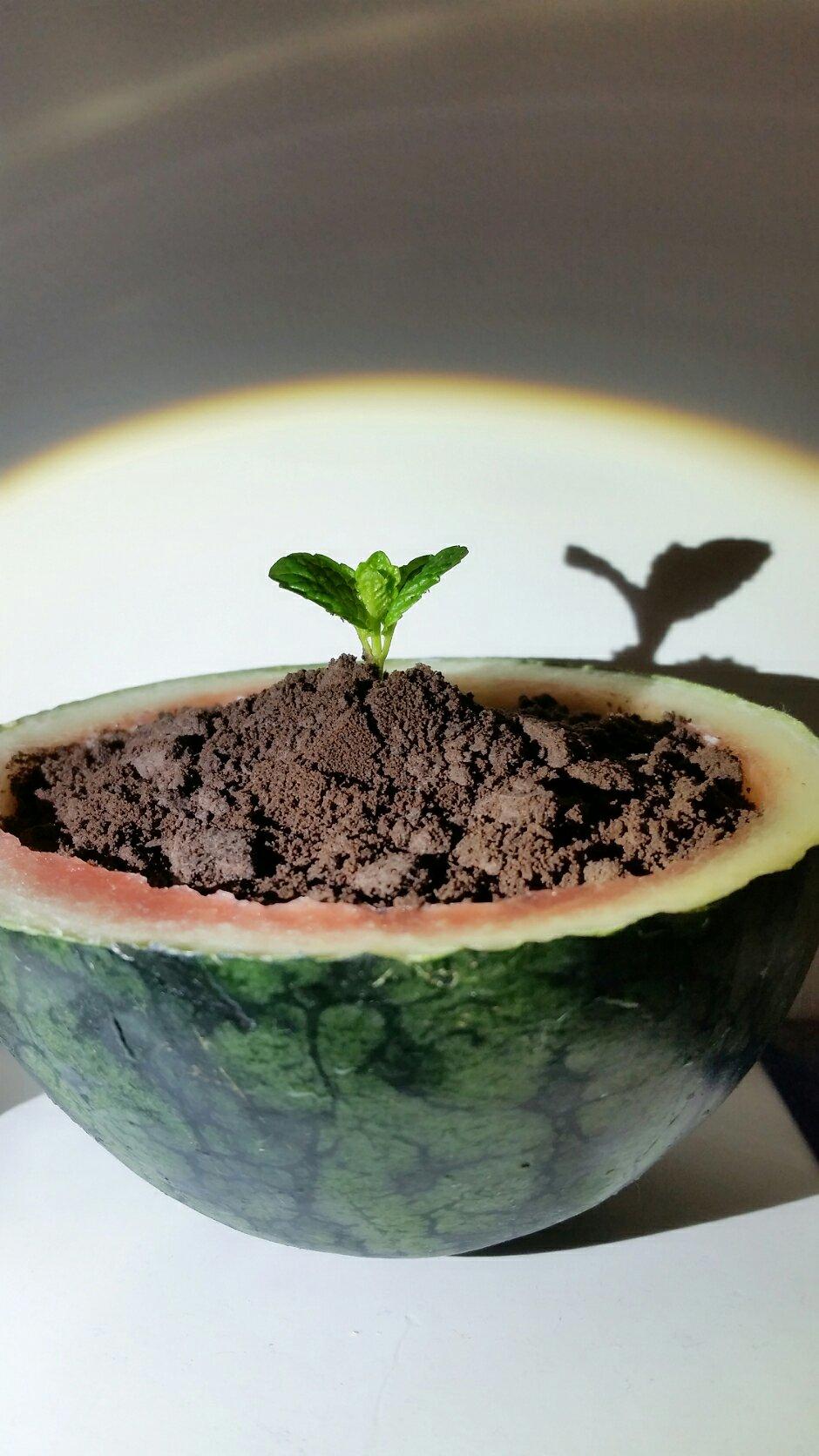 西瓜盆栽的做法