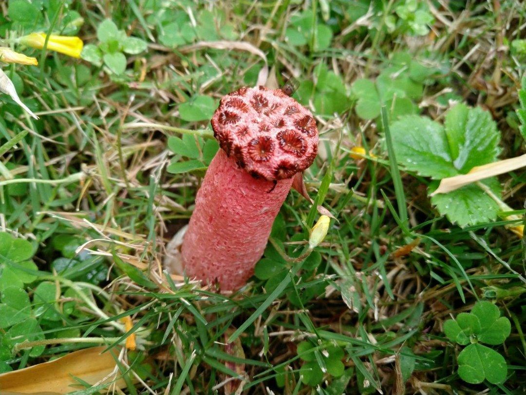 所见所闻奇特生物