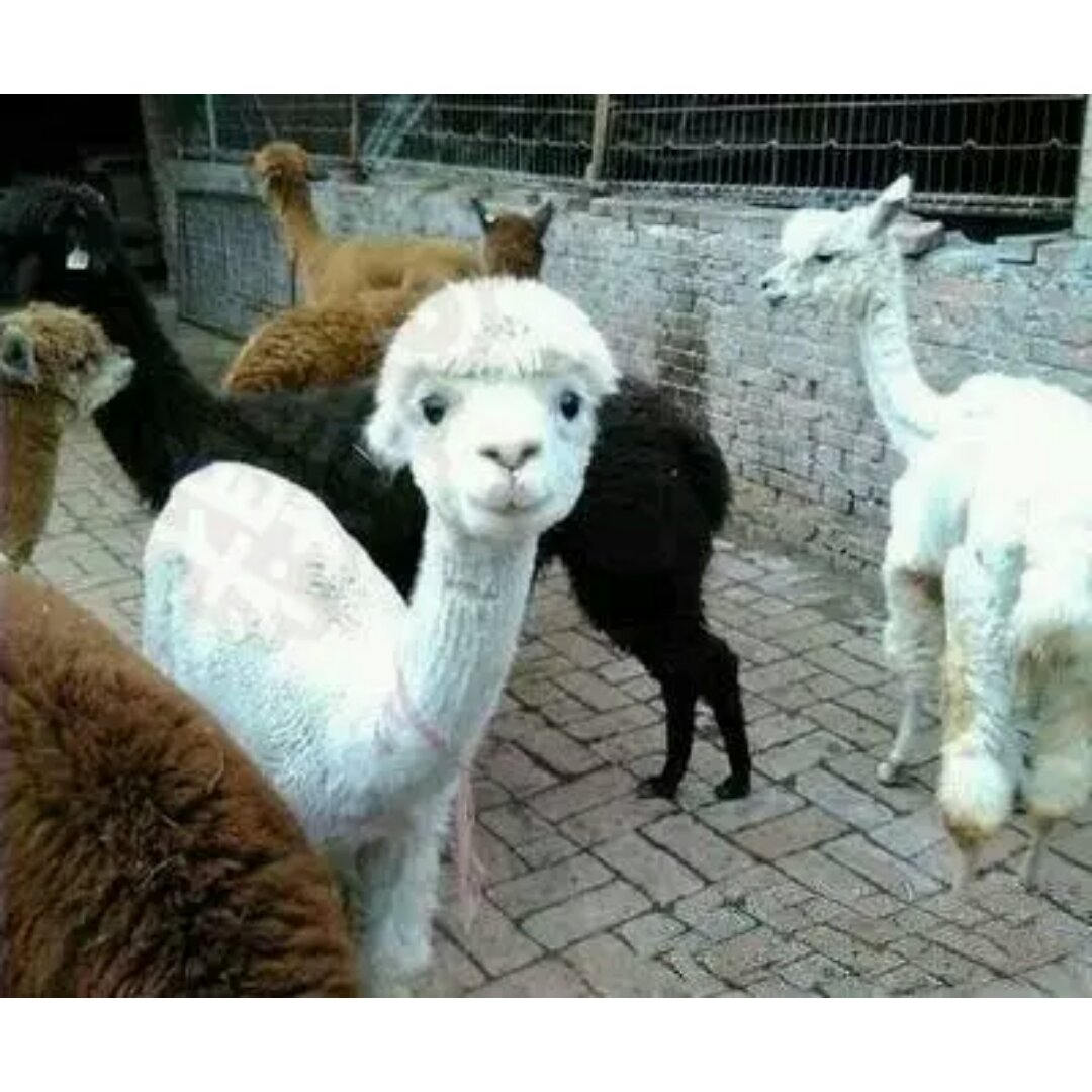 头像换不了