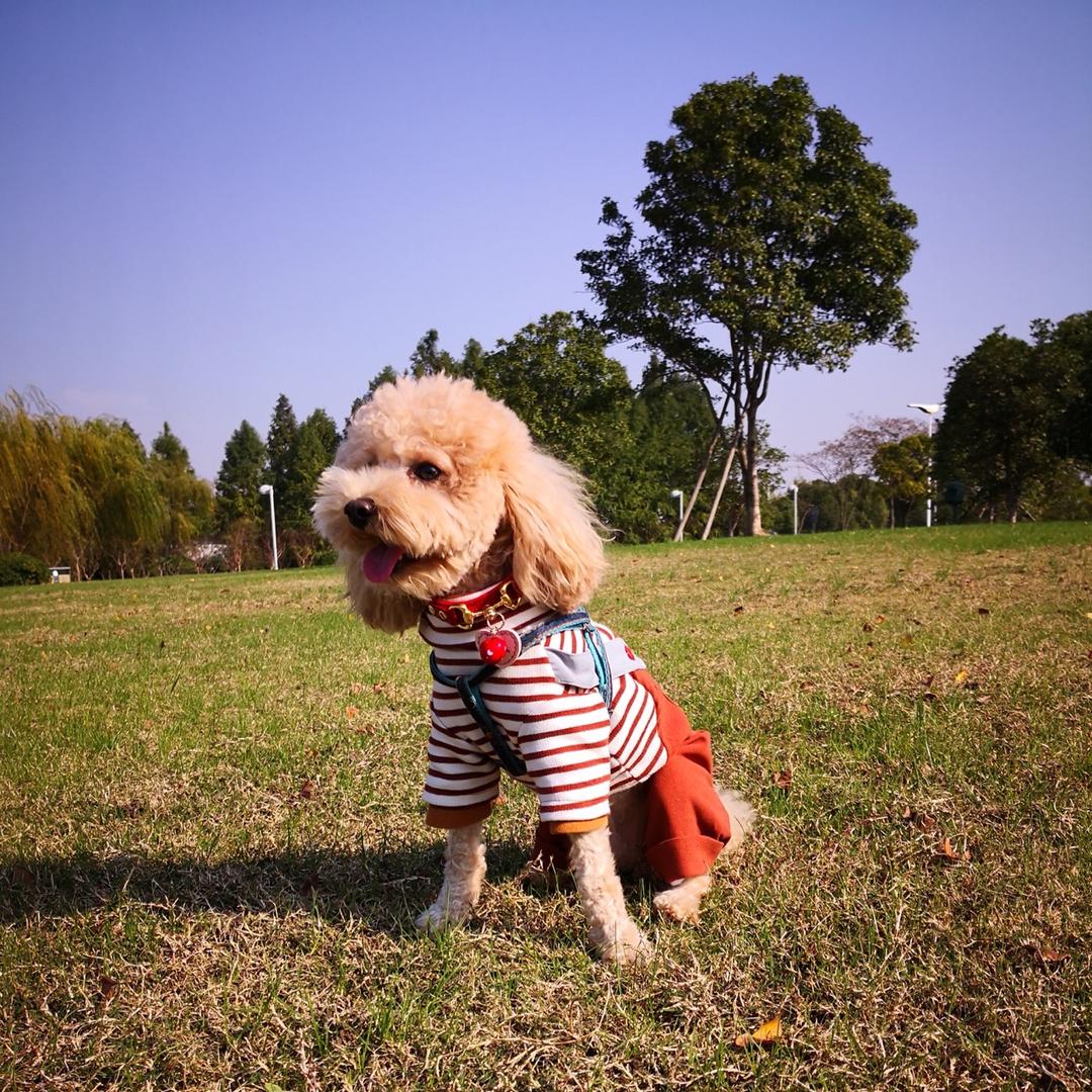 风铃串儿的厨房