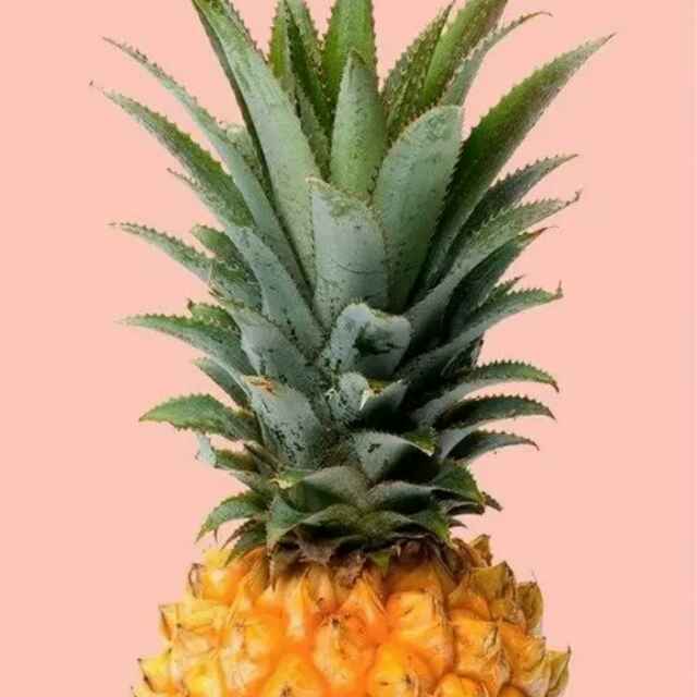 一条鱼摆摆爱吃西兰花