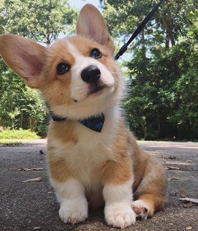 DearDing不忘初心