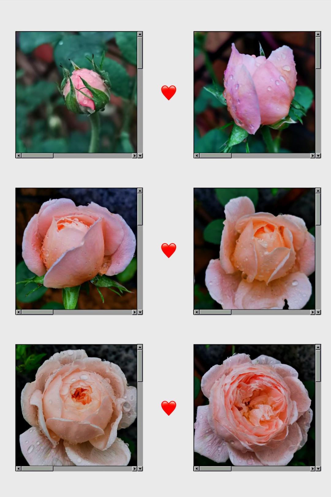 藜麦鸡胸肉沙拉|低卡路里高蛋白