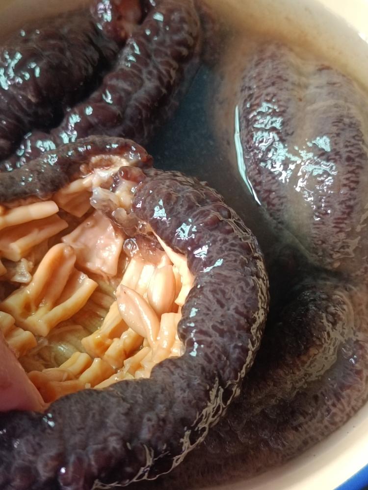 肥嘟嘟胖乎乎的冰岛红极参