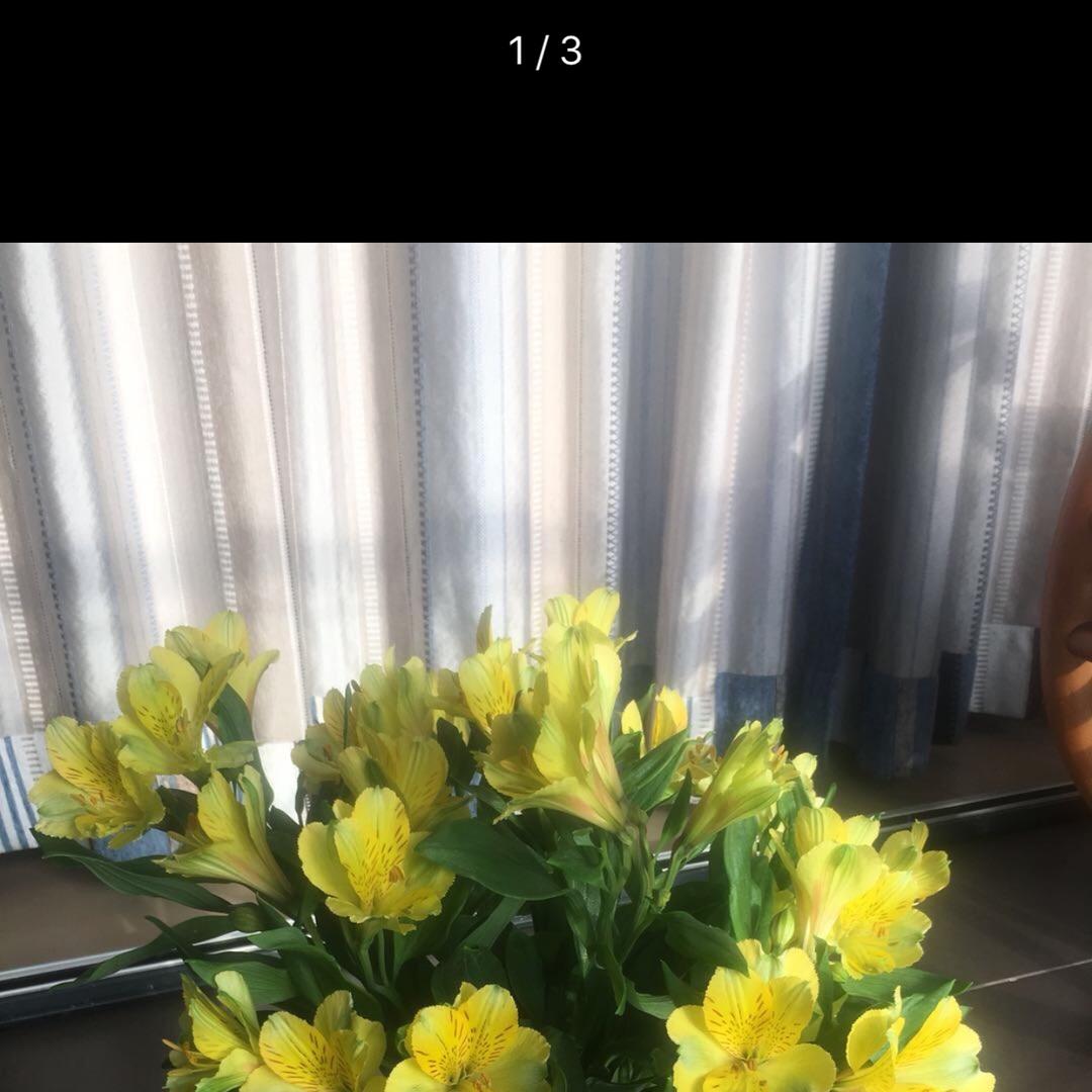 Lily28-