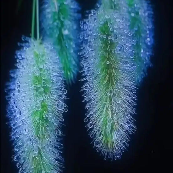 悦曼